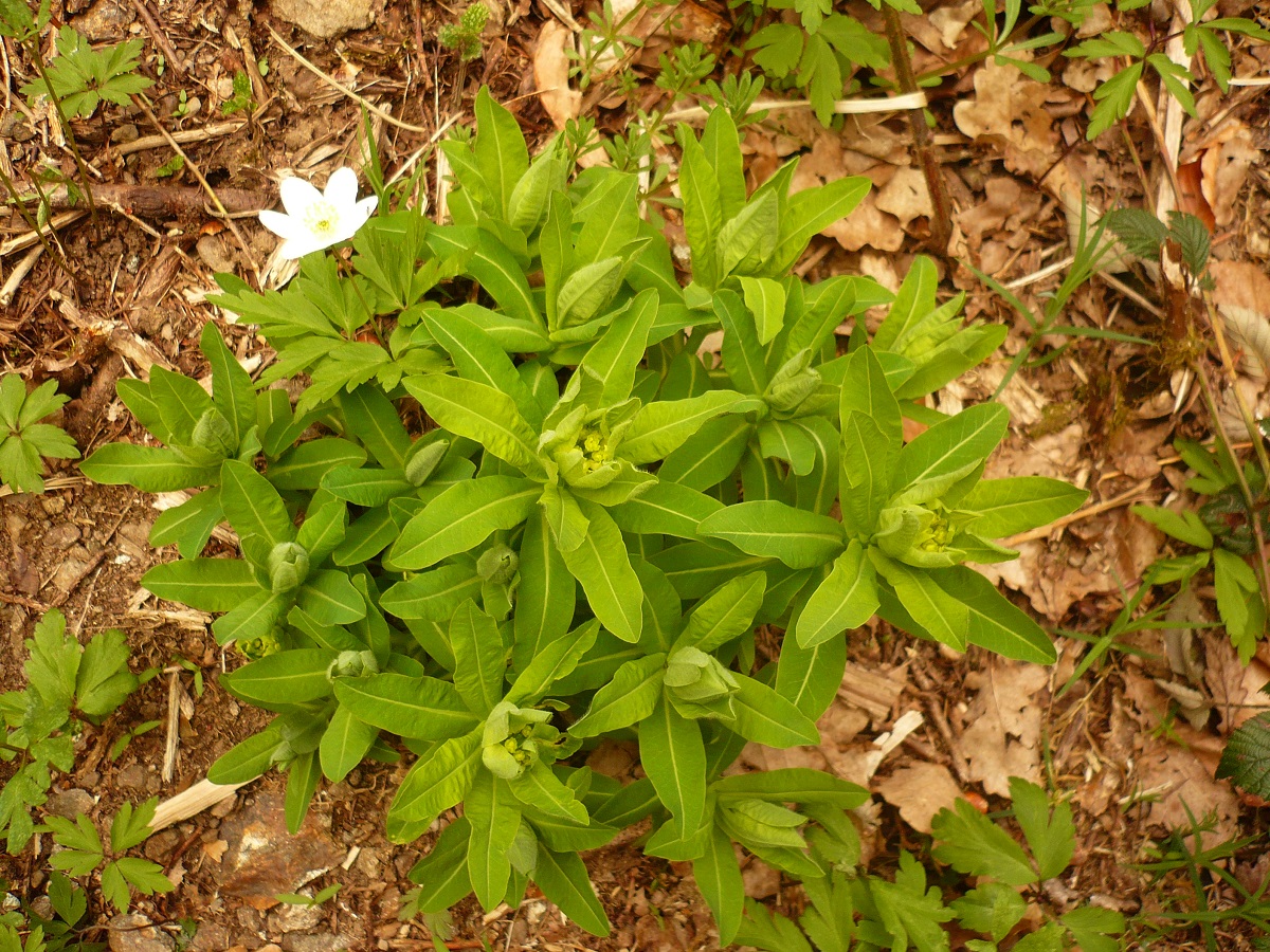 Euphorbia hyberna (Euphorbiaceae)